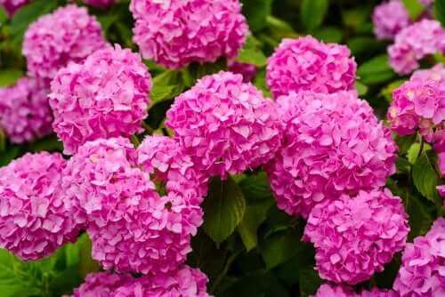 En af de farlige planter er hortensiaer
