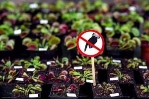 Farlige planter: Syv, du ikke bør have hjemme