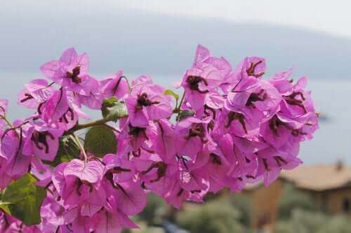 Trinitaria er en giftig plante