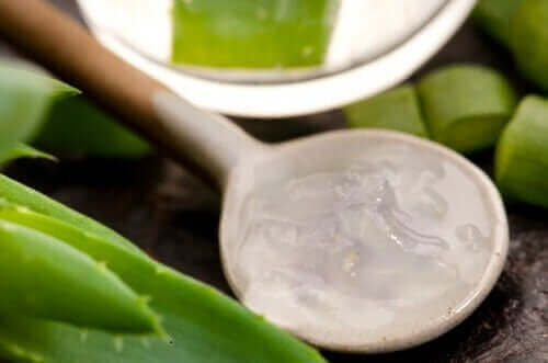 Aloe vera er et eksempel på naturlige midler mod hårtab