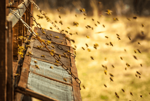 Bier producerer mange produkter, der er nyttige for mennesker 