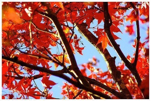 Flotte efterårsblade på et træ