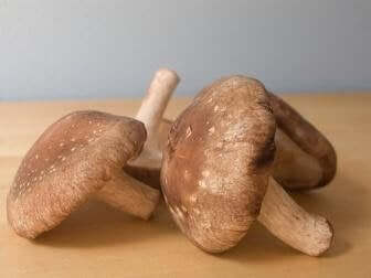 Shiitake-svampe har mange sunde egenskaber for kroppen. Blandt andet styrker de dit immunforsvar og reducerer betændelse