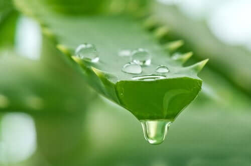 Aloe vera er et af de gode midler mod kontakteksem