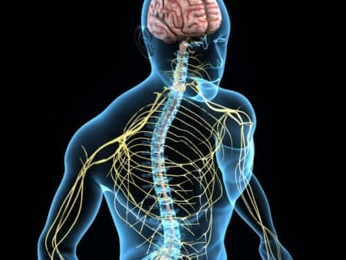Både hjernen og nervesystemet har brug for cholin for at hjælpe med hukommelse, regulere humør og kontrollere muskler, blandt andet