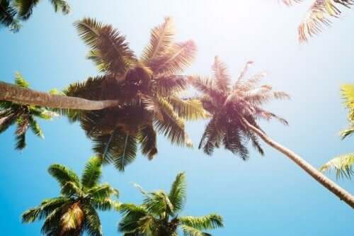 Saften fra palmetræer udtrækkes fra toppen af træerne, hvor blomsterne og kokosnødderne vokser