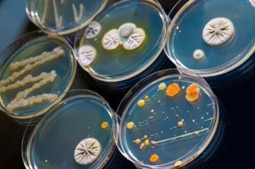 Mikroorganismer bekæmpes af antibiotika