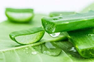 Lindrende midler: Aloe Vera-plante med lyse og mørke pletter