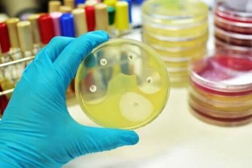Petriskål med bakterier 