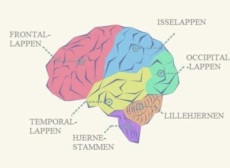 De forskellige hjernelapper og deres funktioner