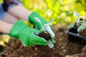 Ting, man skal huske på ved omplantning af planter