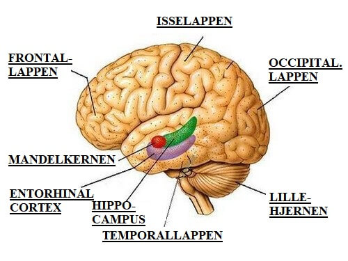Tegning af hjerne viser forskellige hjernelapper