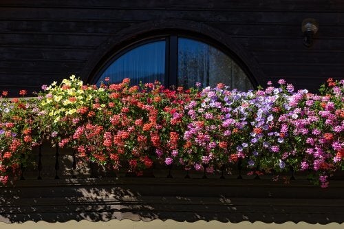 Fem duftende blomster til en lille have