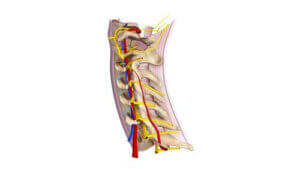 Lær alt om de vigtige cervikale spinalnerver