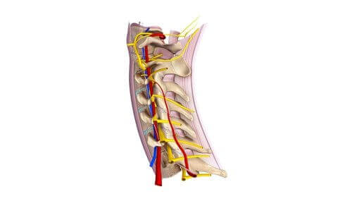 Lær alt om de vigtige cervikale spinalnerver