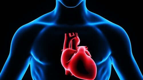 Illustration af hjerte som er stedet, hvor man giver en intrakardiel injektion