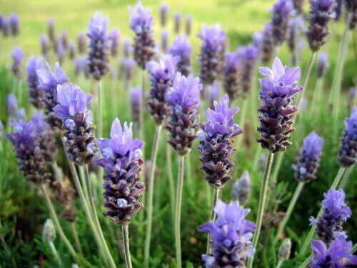 Lavendel bringer endnu en velkendt frisk og ren duft til din have. Derudover tilføjer dens blå-lilla blomster en levende, farverig mosaik til din lille have