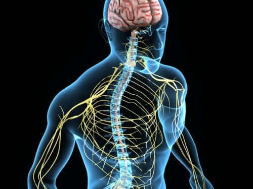 Menneskets nervesystem er en kompliceret størrelse