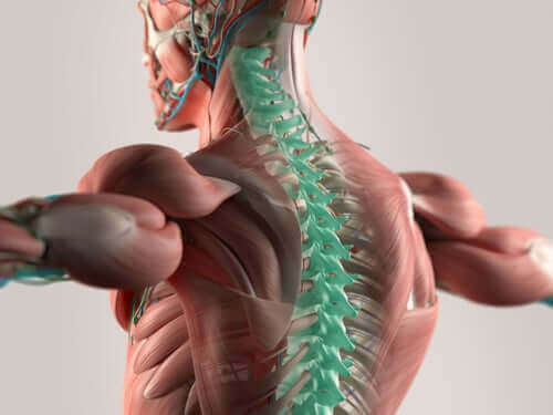 Illustration af nerver i rygraden