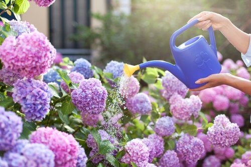 En af de bedste ting i livet er at gå ud og nyde lugten af ​​en have fuld af duftende blomster. Faktisk er haver ikke kun behagelige for vores øjne, men også for resten af ​​vores sanser; lugtesansen, for eksempel