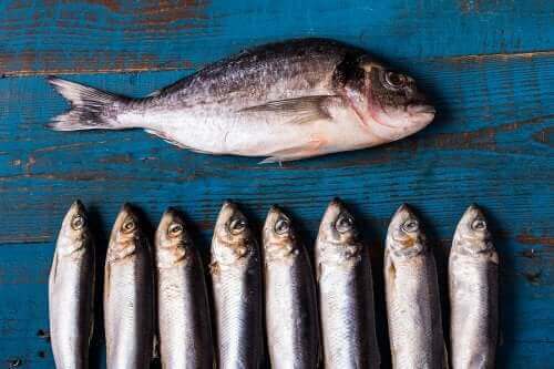 De mange fordele ved fed fisk