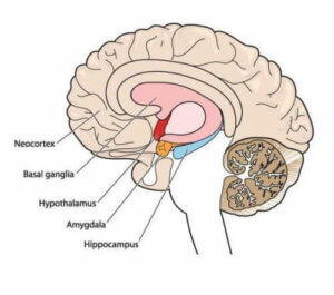 Bevægelsesforstyrrelser: Alt om atetose