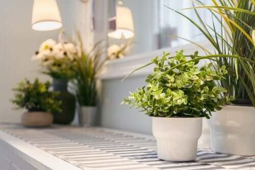 Planter er en fantastisk måde at få dit hjem til at føles hyggeligt og behageligt