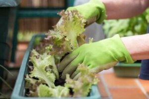 Lær at lave en byhave på lidt plads