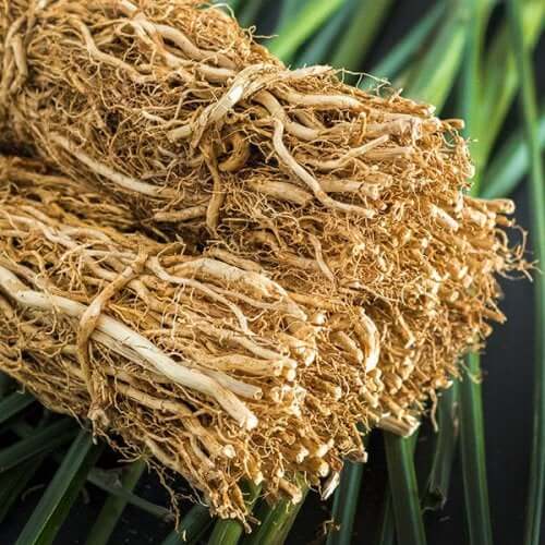 Tørrede vetiver kan bruges i behandlingen af trigeminusneuralgi