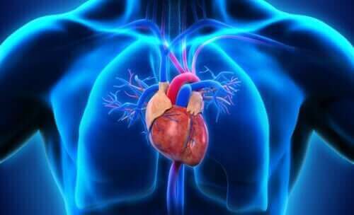 Aortadissektion: Hjertet