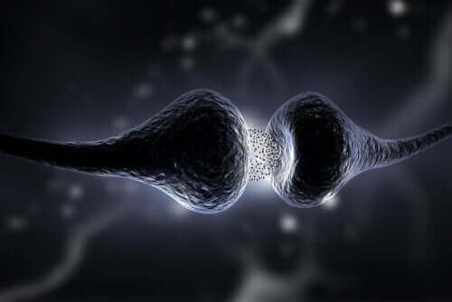 To neuroner