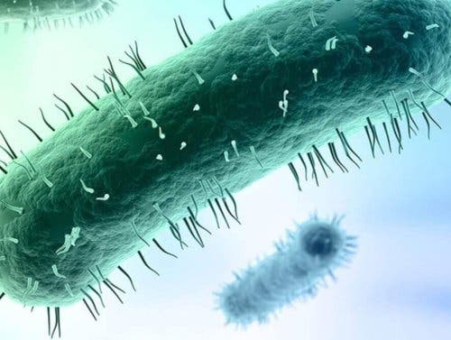 Mycoplasma genitalium forårsager en seksuelt overført infektion