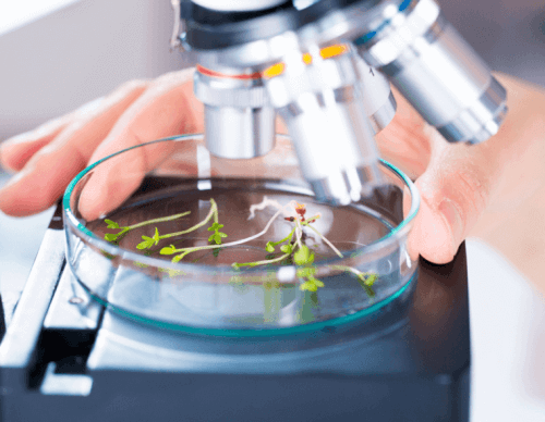 Planter bliver undersøgt