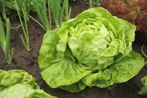 Salatsorter og hvordan man dyrker dem