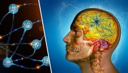Hoved med neuroner