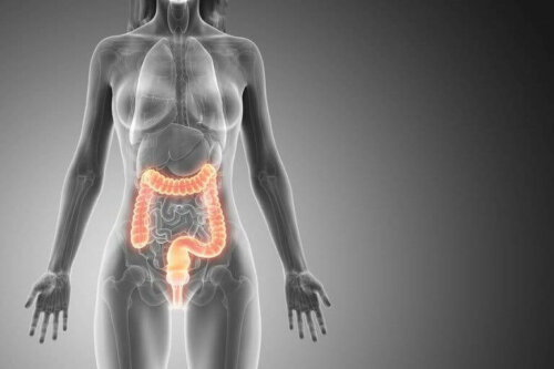 Fordøjelsessystem i kvindes krop