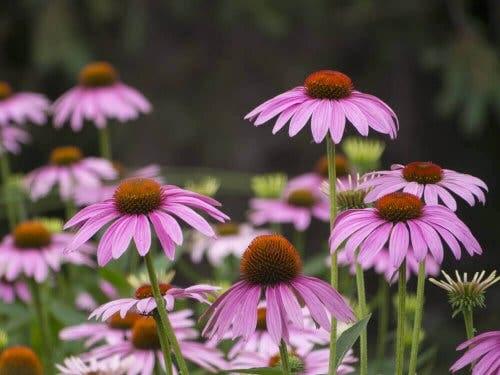 Pinke sommerblomster