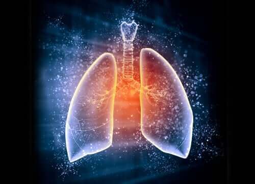 Illustration af lunger