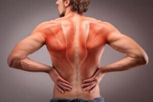 Alt om rygmusklernes anatomi