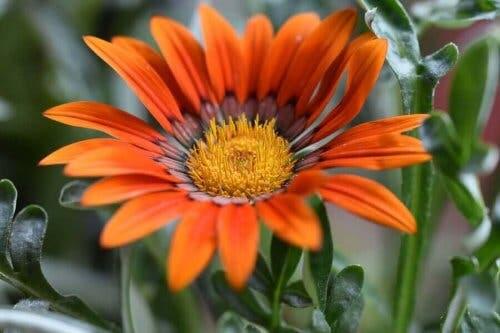 Orange påfugleblomst