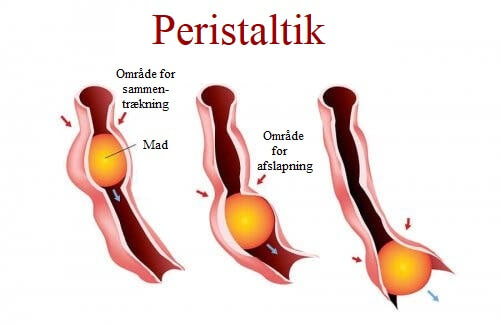 Illustration af peristaltik