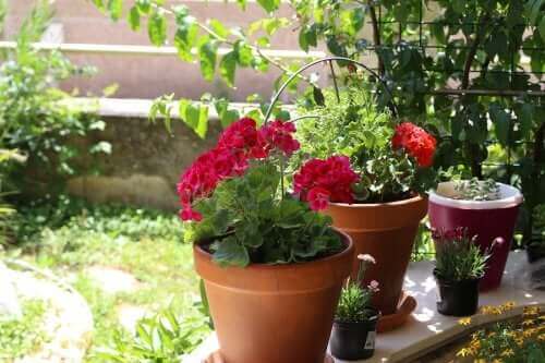 Sommerblomster: Seks muligheder til din have
