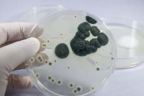 Bakterier studeres i laboratorium