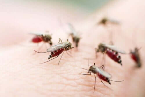 Myg kan være skyld i sygdomme for rejsende