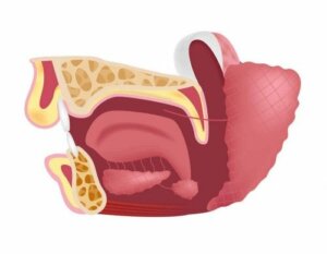 Hvad er underkæbespytkirtlerne til?