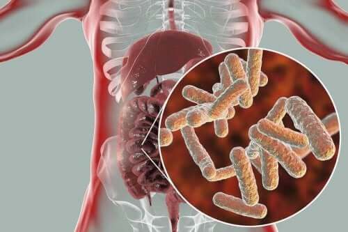 Tarmmikroorganismer tjener flere formål i den menneskelige krop