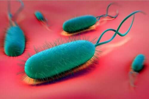 H. Pylori kan forårsage mavesår