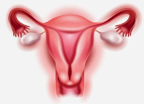 Illustration af livmoder og fjernelse af æggestokke