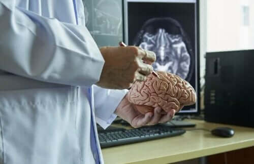 Læge med model af hjernen forklarer om hjernehinderne