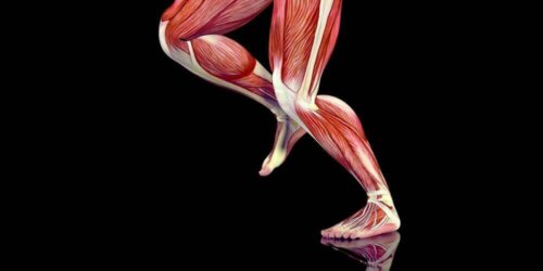 Illustration af muskler i ben